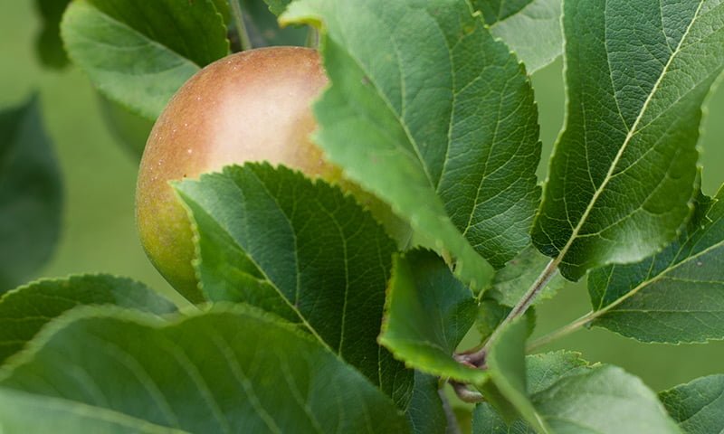 Japanese Osmanthus, Apple Leaf, Italian Mandarin