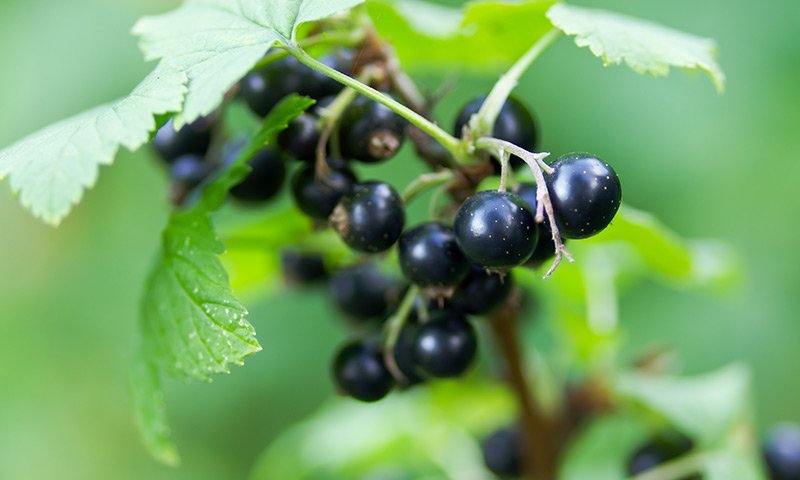 Violet, Black Currant, Red Berries, Italian Mandarin