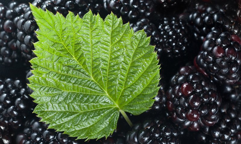 Blackberry, Bay leaf