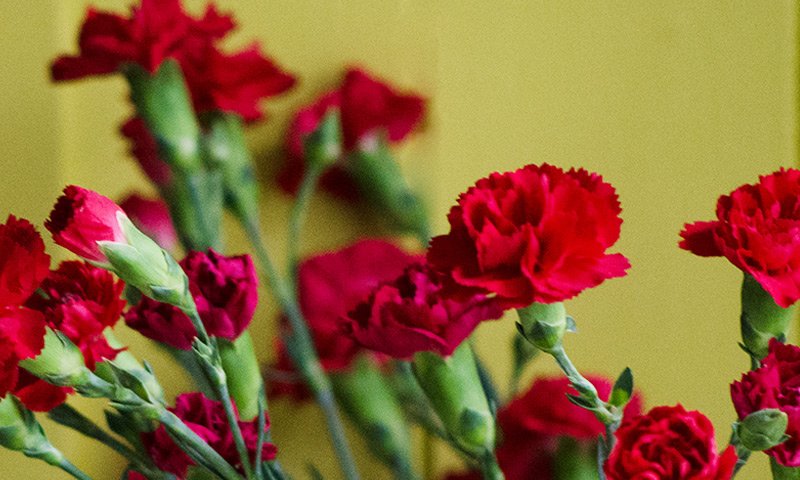 Coriander, Orange Blossom, Lily, Carnation, Jasmine, Marigold, Lily-of-the-Valey, Bulgarian Rose