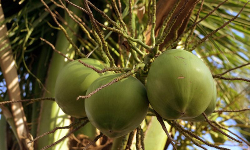 Coconut, Ylang ylang , Heliotrope 