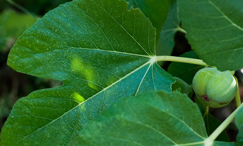 Fig Leaf, Fig