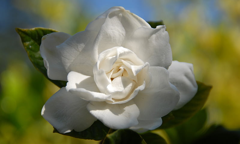 Gardenia, White rose 