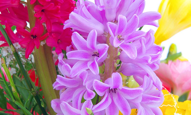 Carnation, Iris, Jasmine, Hyacinth, Ylang-Ylang, Rose, Lily Of The Valley, Violet, Lilac, Orchid, Orrisvetiver
