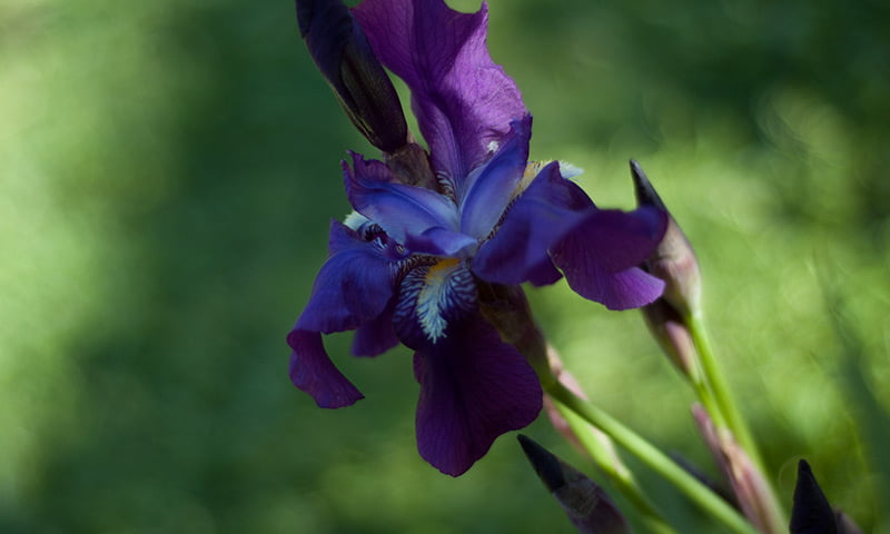 Iris, Carrot Seeds
