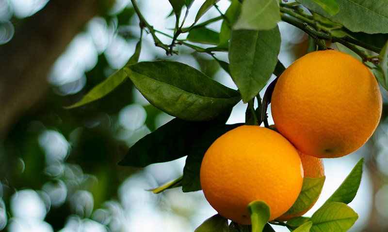 Bergamot, Mandarin Orange