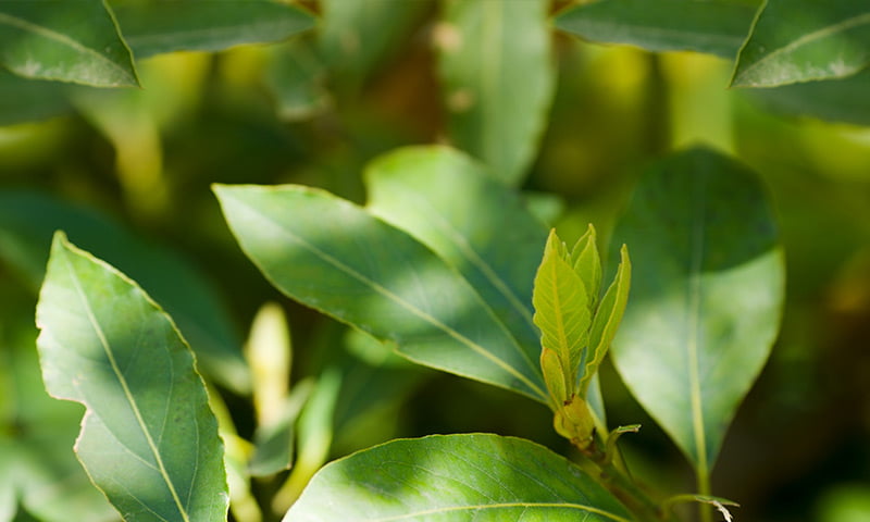 Bay Leaf, Rosemary, Moss