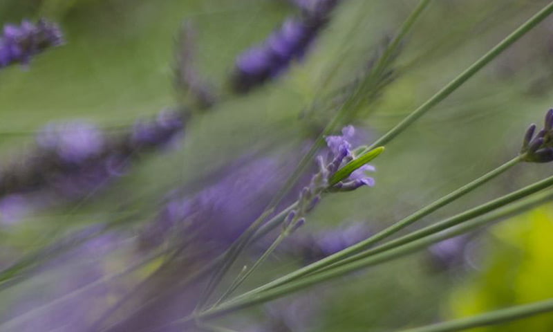 Lavender, Birch