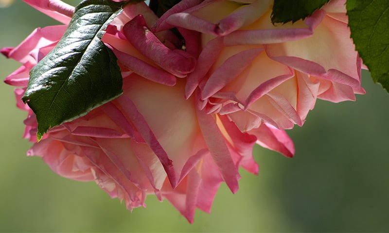 Rose, Magnolia, Peony