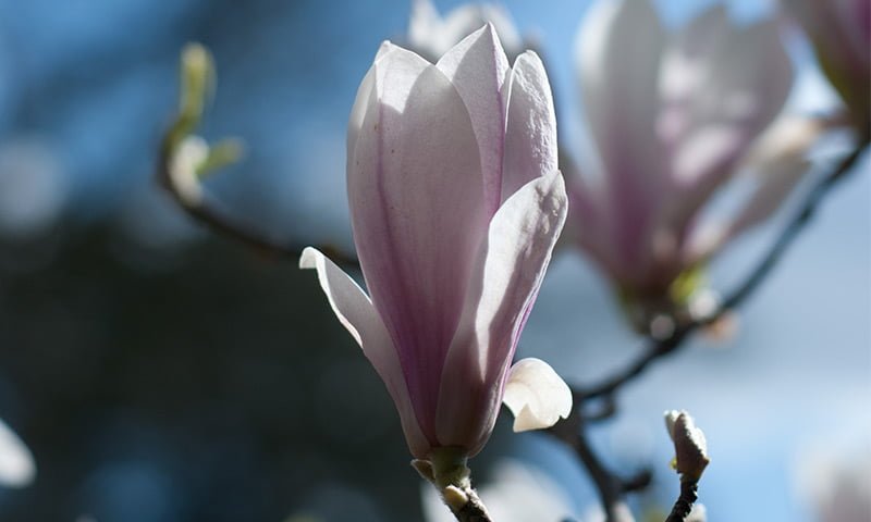 Magnolia, Violet, Sandalwood 