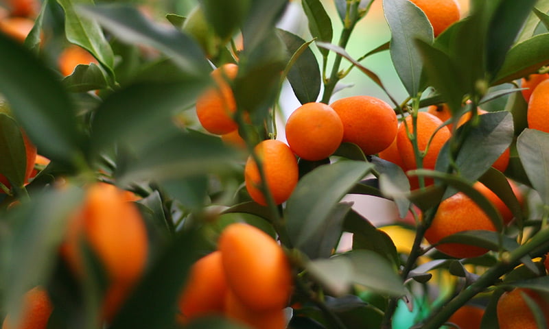 Sicilian mandarin, Rosemary