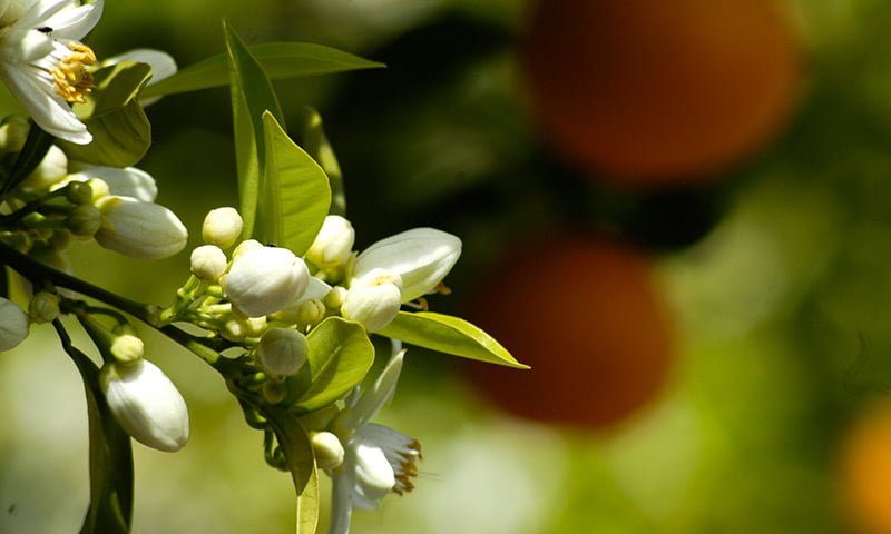 Orange Blossom, Bergamot