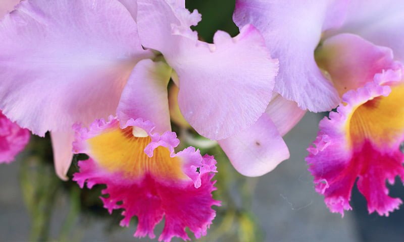African Orange Flower, Orchid