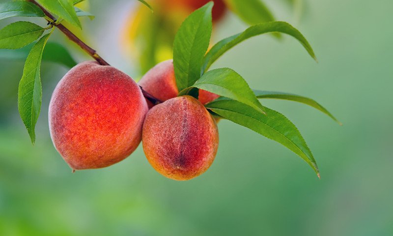 Lily-of-the-Valley, Pear, Geranium, Jasmine, Peony, Raspberry, White Peach