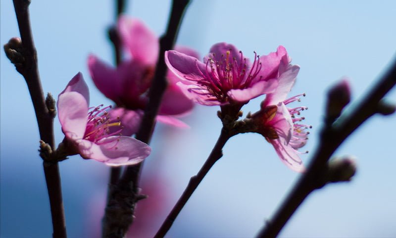 Violet Root, Iris, Nectarine, Peach Blossom, Rose Hip, Red Cyclamen, Blue Hyacinth