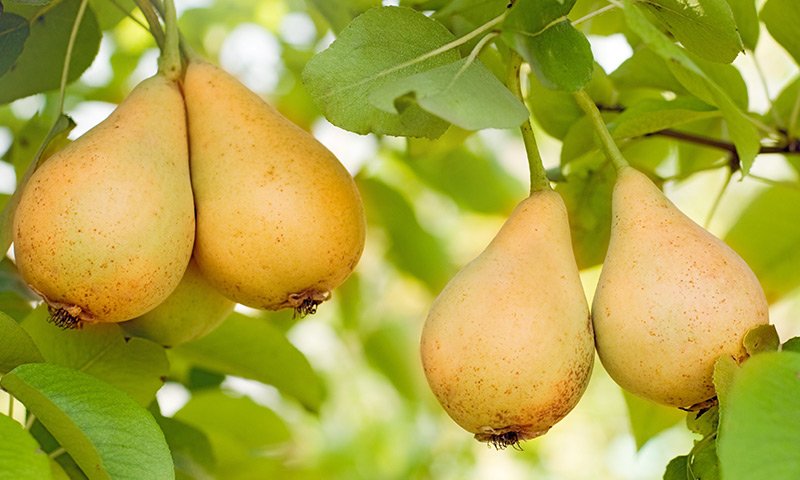 Bergamot, Pear