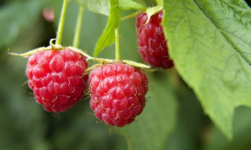 Rose, Raspberries