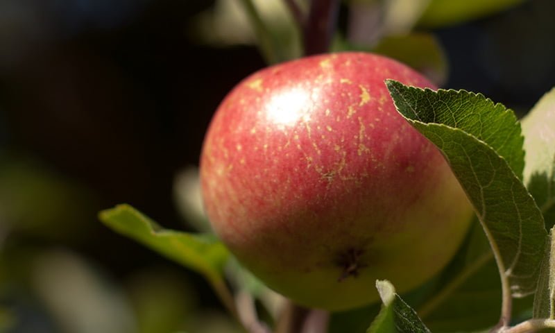 Red Apple, Coriander