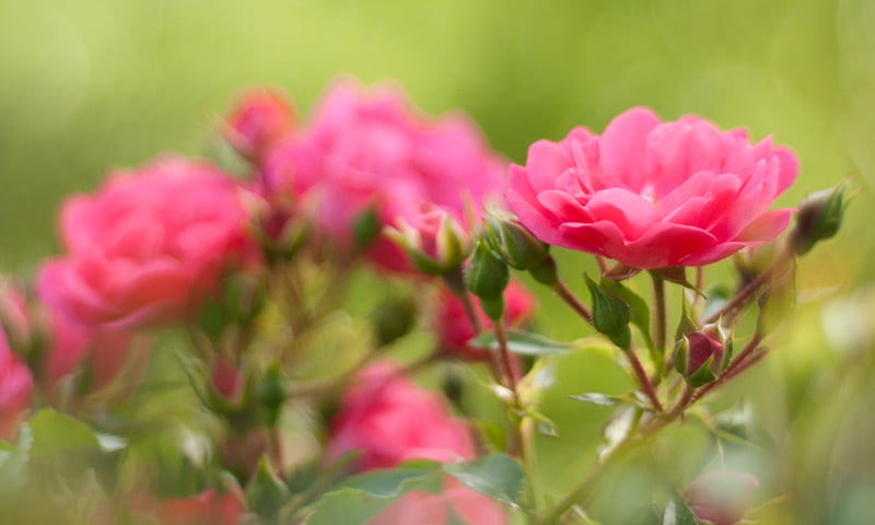 Rose de mai, Bulgarian rose 