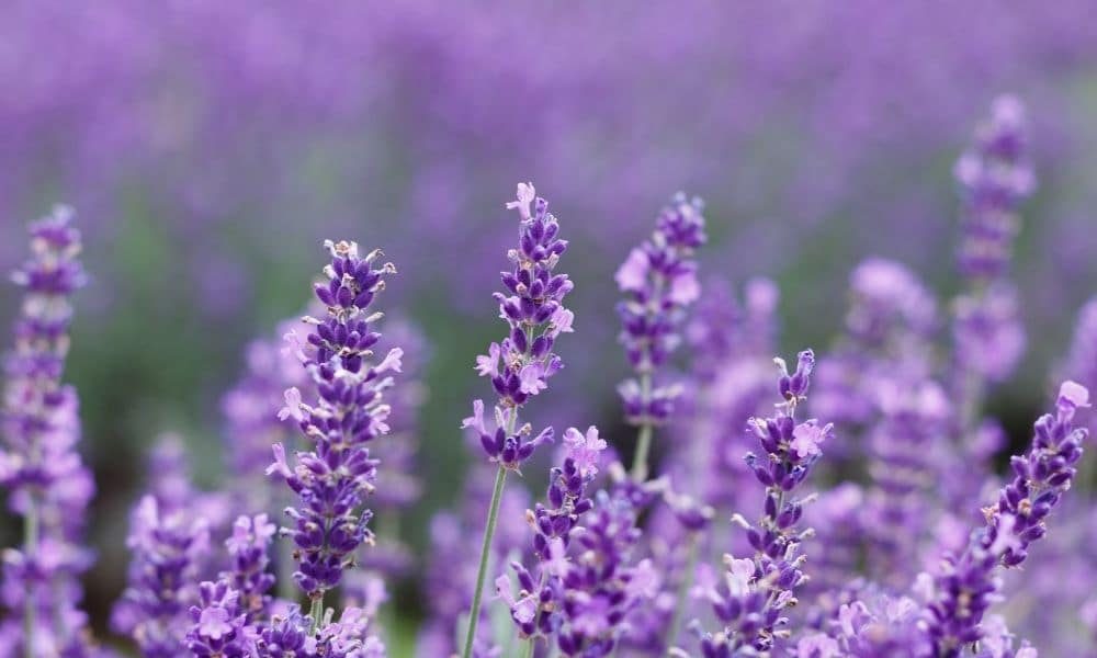 Lavender, Cardamom