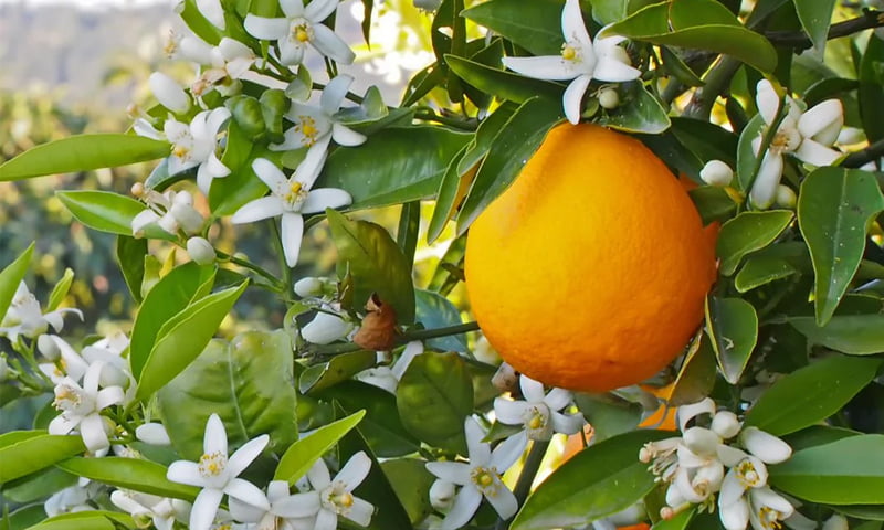 Orange Blossom, Neroli Essence, Neroli, Jasmine Sambac