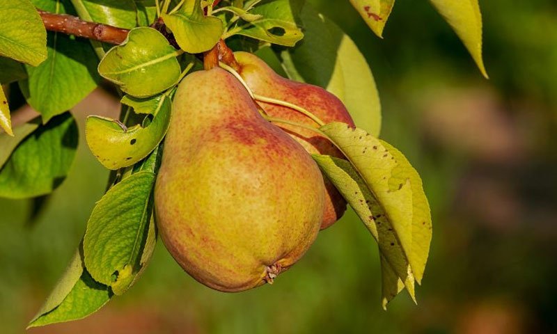 Pear, Red Berries