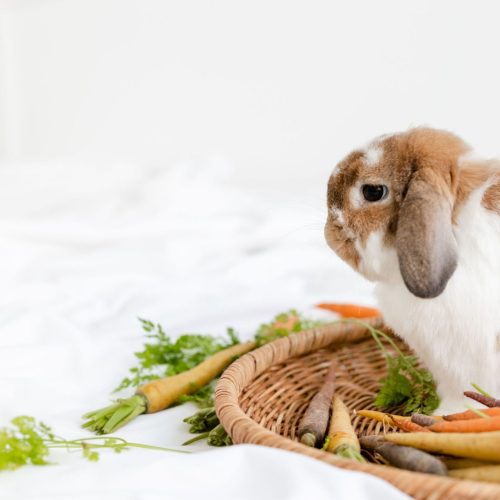 Cute brown and white bunny sat in a basket with carrots