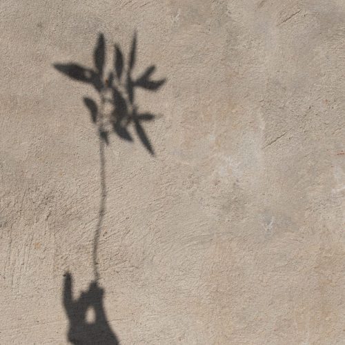 Shadow of hand and flower on natural textured wall